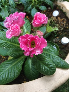 鮮やかなピンク色の花を咲かせるジュリアン