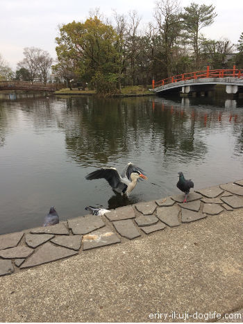 神柱公園にいた大きな鳥
