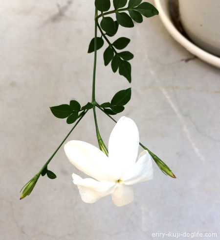花を咲かせたジャスミンホワイトプリンセス