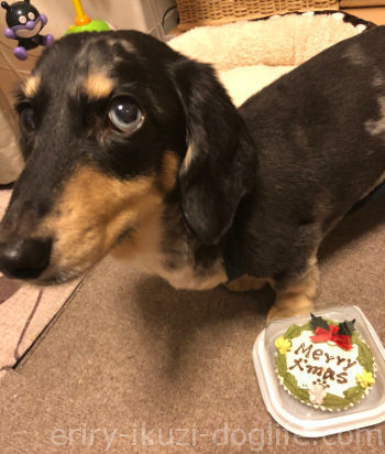 犬用クリスマスケーキ
