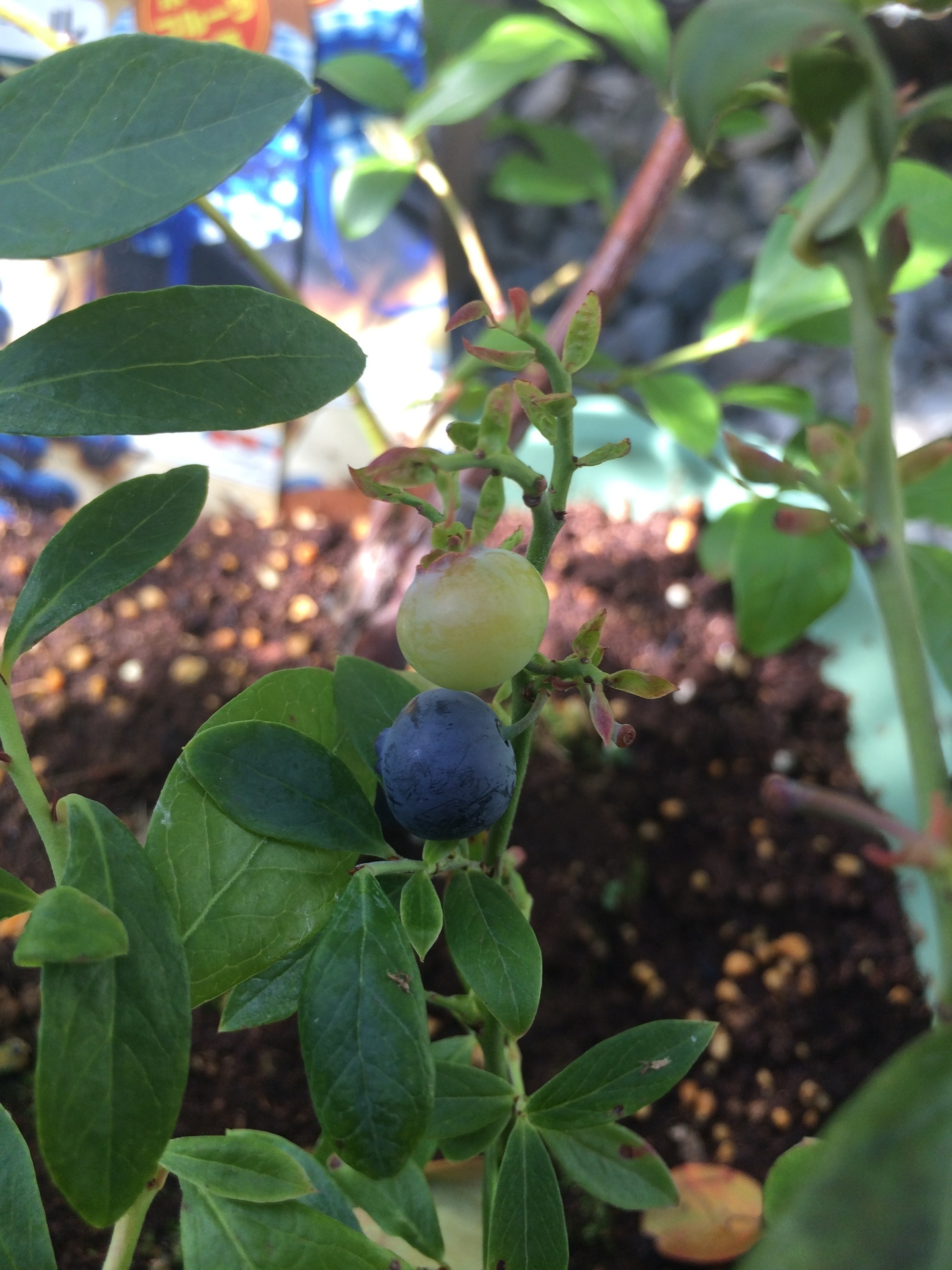 鉢植えでブルーベリーとブラックベリー栽培を始めました Hugkumiブログ 育児とダックスの暮らし